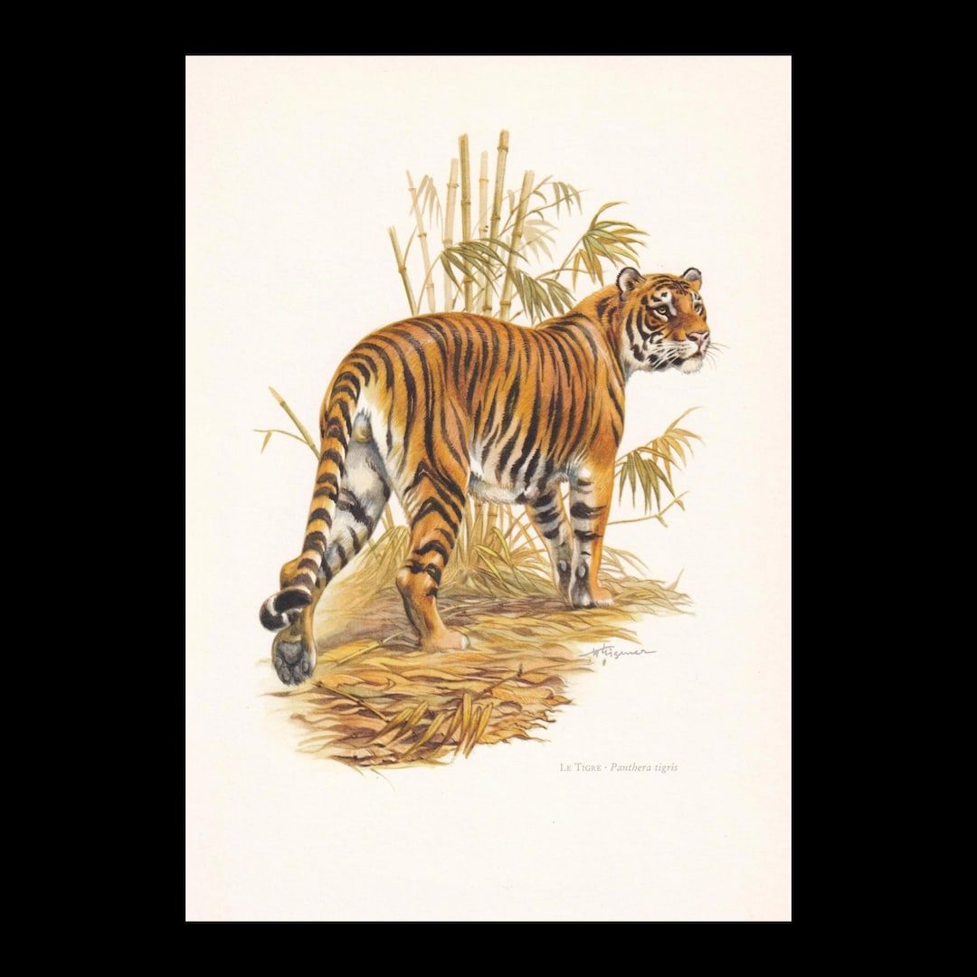 1960 TIGER Print - Vintage Animal Print - Mammal Illustration