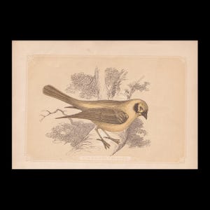 Puede incluir: Una lámina de estilo vintage que muestra una tangara dorada posada en una rama de árbol. La ilustración utiliza tonos amarillos y marrones apagados sobre un fondo crema. El texto THE GOLDEN TANAGER aparece impreso en la parte inferior central.
