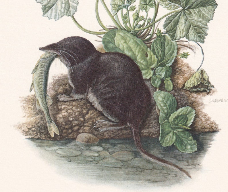 1960 EURASIAN WATER SHREW Print - Vintage Animal Print - Animal ...