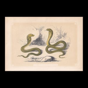 1851年製 小型インディアンコブラ＆アダー蛇の版画 - オリジナルアンティーク動物版画 - 蛇の壁掛けアート - 6.65 x 4.75インチ