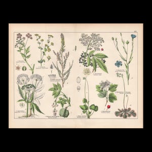 May include: A vintage botanical print on cream paper featuring eleven numbered illustrations of various plants, flowers, and berries. Each specimen is depicted with green foliage, colorful blossoms, and detailed root structures, accompanied by scientific labels.