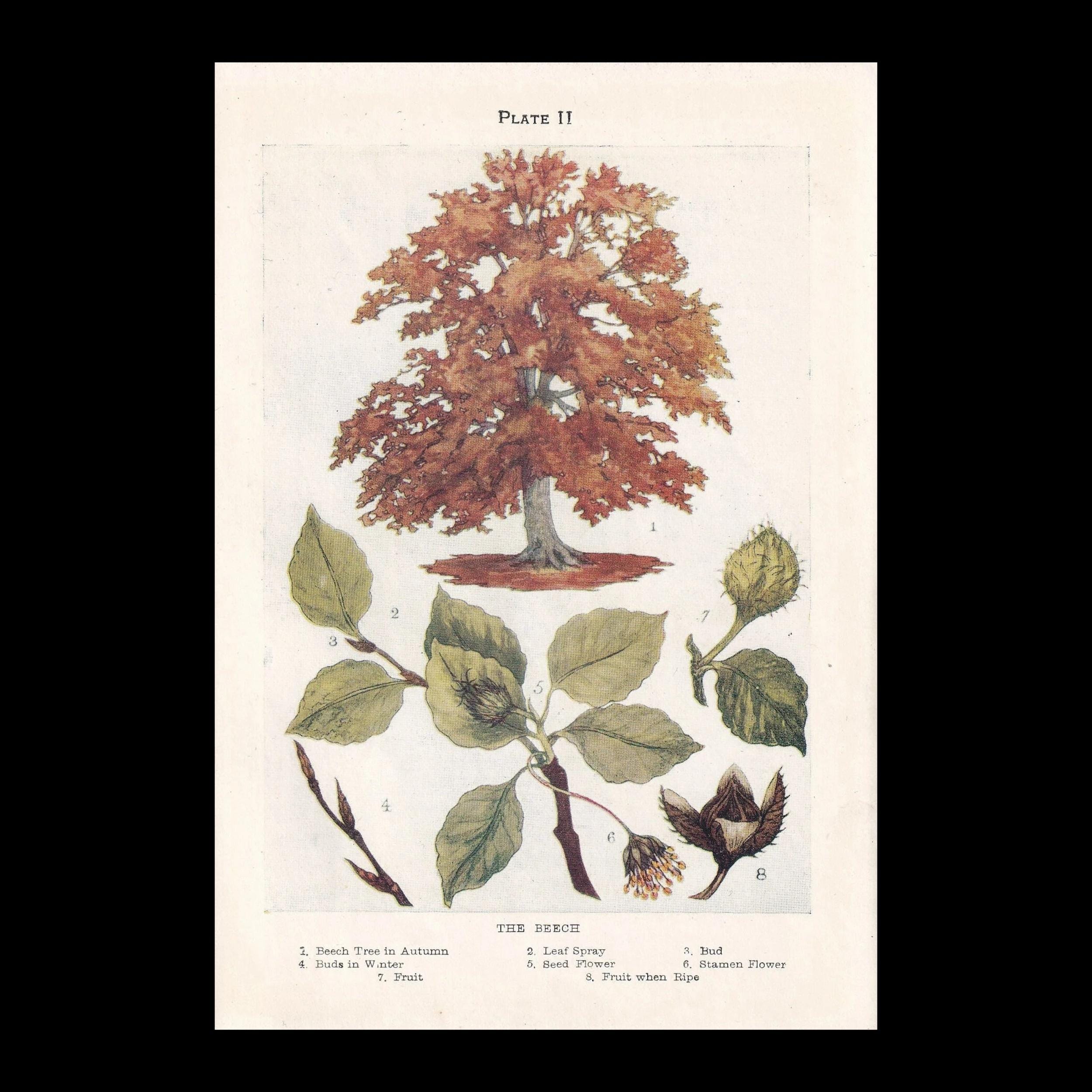 Small 1910 BEECH TREE Print - Antique Tree Print - Tree Wall Art