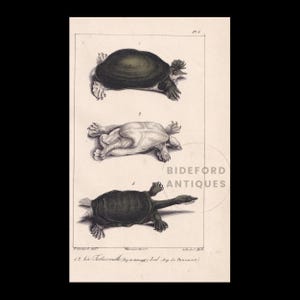 Lámina de tortuga de caparazón blando espinosa coloreada a mano de 1834 - Lámina antigua - Lacepede - Arte mural de tortuga - Regalo de naturaleza animal - 5,8 x 8,9 pulgadas