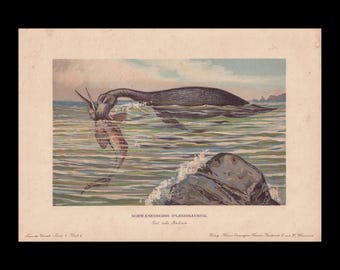 1902 PLESIOSAURUS Print - Jurassic Reptile - Mammal Evolution - Paleoart - Prehistoric Animals Wall Art - Dinosaur - 10.5 x 7.5 Inches