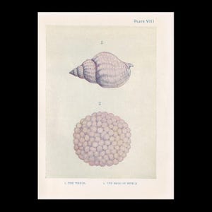 Klein 1907 wickelschnecken Schalen & Eier Druck - Antiker Meeresdruck - Sea Life Print - Sea Life Print - 15 x 11 cm