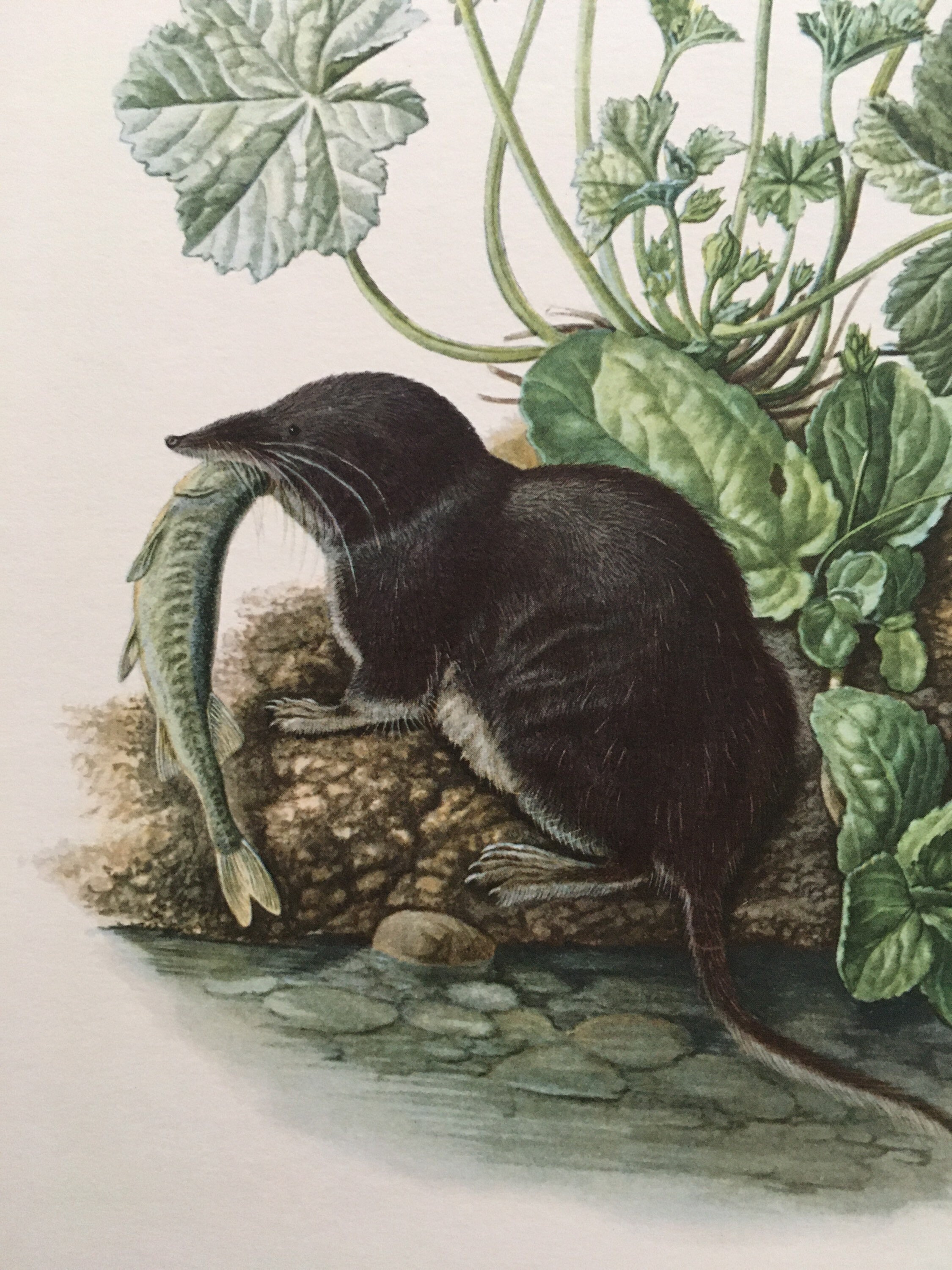 Malayan Water Shrew