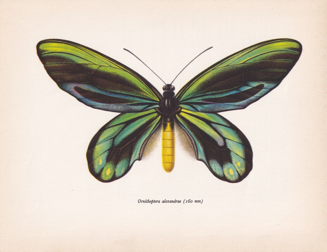 1963 QUEEN ALEXANDRA'S BIRDWING Butterfly Print - Vintage Butterfly Art ...