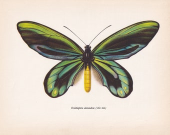 1963 Ornithoptera Alexandrae Queen Alexandra