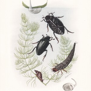 1960 WATER SCAVENGER BEETLE Print - Vintage Insect Print - Bugs Illustration - Insect Wall Art - Vintage Entomology Print - 63 Years Old