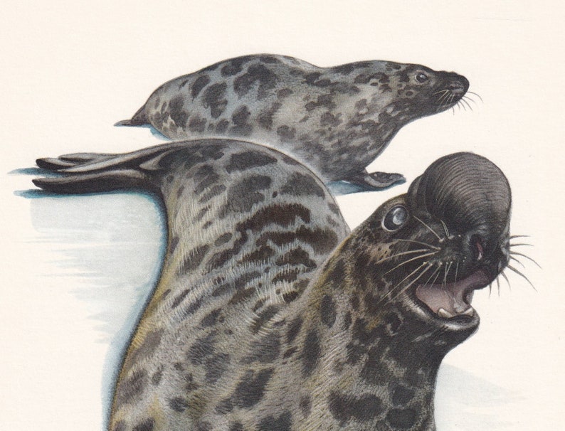 1960 HOODED SEAL Print - Vintage Animal Print - Animal Illustration ...