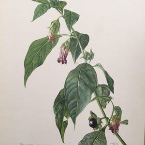 1960 BELLADONNA (TOTSCHATTEN) Druck - Vintage Botanik Druck - Blumenmalerei - Blumen Wandkunst - Vintage Pflanzendruck - 63 Jahre alt