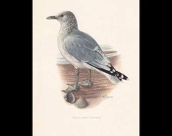 May include: A vintage-style illustration of a grey and white gull standing on a sandy surface with two seashells near its feet. The bird has a speckled head, dark wingtips, and webbed feet. The text GOELAND CENDRE - Larus canus L. is visible.