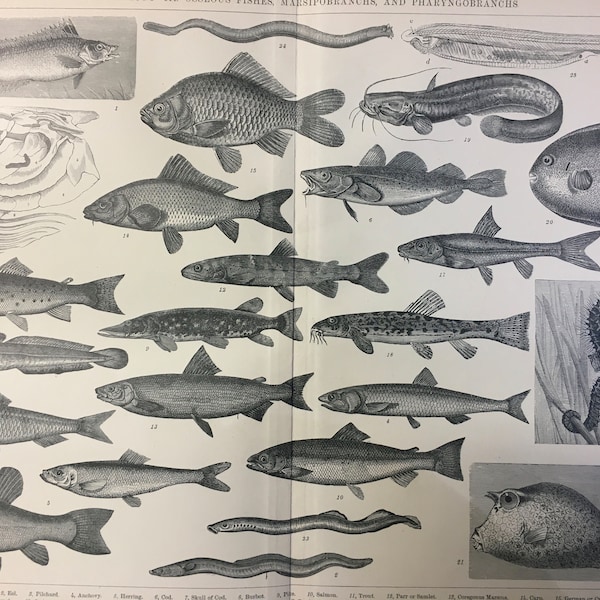 1890 Fisch-Druck - Knochenfische, Marsipobranchien, Pharyngobranks - Antiker Ichthyologie-Druck - Über 130 Jahre alt