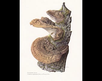 Op de afbeelding: Een botanische illustratie van Ganoderma applanatum paddenstoelen die op een gestructureerde boomstam groeien. De zwammen zijn gelaagd in bruin- en tinten met zichtbare concentrische ringen. De tekst onderaan luidt Ganoderma applanatum.