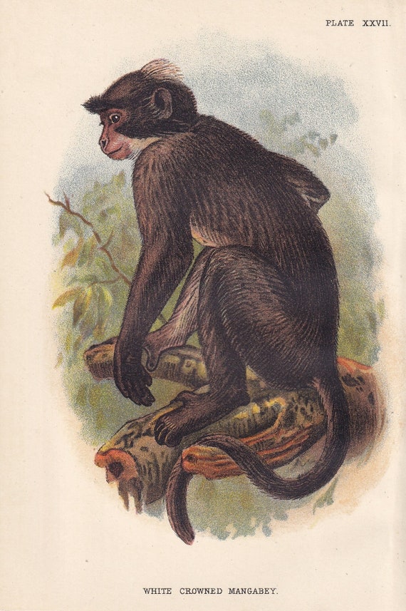 1896 COLLARED MANGABEY Print - Monkeys and Apes Print - Monkey