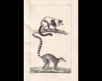 Rare! 1832 Hand-Coloured RING-TAILED LEMUR & Ruffed Lemur Print - Antique Animal Wall Art - from Buffon - 5.25 x 8.5 Inches