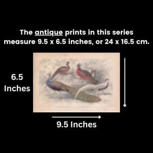 The antique prints in this series measure 9.5 x 6.5 inches, or 24 x 16.5 cm.