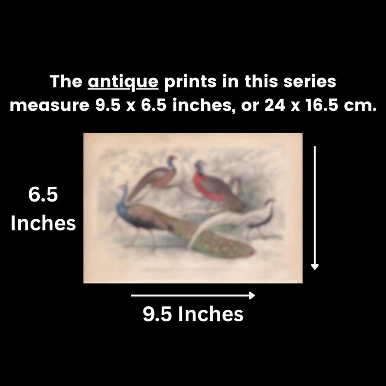 The antique prints in this series measure 9.5 x 6.5 inches, or 24 x 16.5 cm.