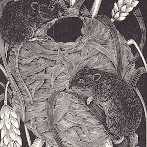 1931 HARVEST MICE Print Wood Engraving - Wall Art - Zoology Print - Antique Animal Wood Engraving - 92 Years Old - 7.8 x 5.25 Inches