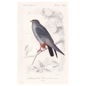 1861 RED-FOOTED FALCON Bird Print - Hand-Coloured Antique Print - Orbigny - Bird Wall Art - Animal Gift Decor - 5.75 x 9.75 Inches