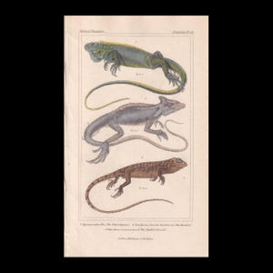 Puede incluir: Una lámina zoológica de estilo antiguo que muestra tres lagartos distintos dispuestos verticalmente. El lagarto superior es verde, el central es gris y el inferior es marrón con manchas oscuras. El texto superior dice Animal Kingdom, Reptilia Pl 72.