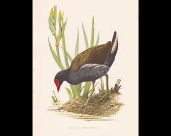 1960 MOORHEN Vogel Druck - Vintage Vogel Druck - Vogel Illustration - Vogel Wandkunst - Vogel Dekor - 19,5 x 28 cm