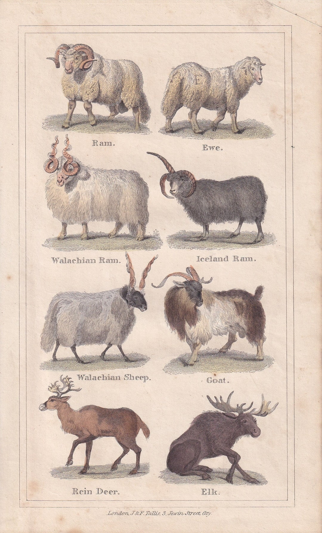 Antique Lost Wolves with Sheep by Schenck 13x8.5