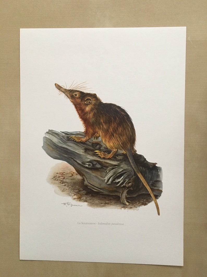 1960 HISPANIOLAN SOLENODON Print Vintage Zoology Print - Etsy