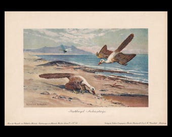 Original 1902 ARCHAEOPTERYX Print - Antique Dinosaur Print - Paleoart - Prehistoric Wall Art -  10.5 x 7.5 Inches