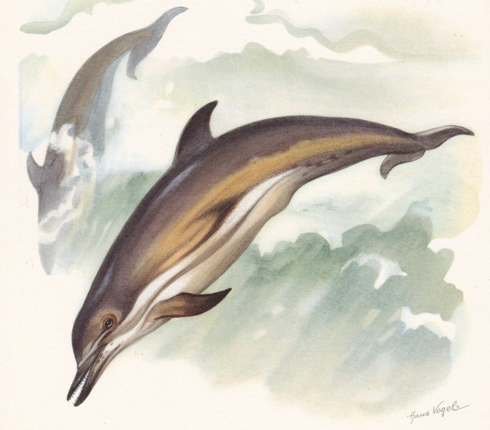 1960 COMMON DOLPHIN Print - Vintage Animal Print - Animal Illustration ...