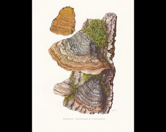 Op de afbeelding: Een botanische illustratie van Fomes fomentarius-paddenstoelen die groeien op een stuk gestructureerde boomschors met groen mos. De zwammen vertonen gelaagde bruine, grijze en witte tinten. De tekst onderaan luidt Amadousvamp - Fomes fomentarius (L. ex Fries) Kickx.