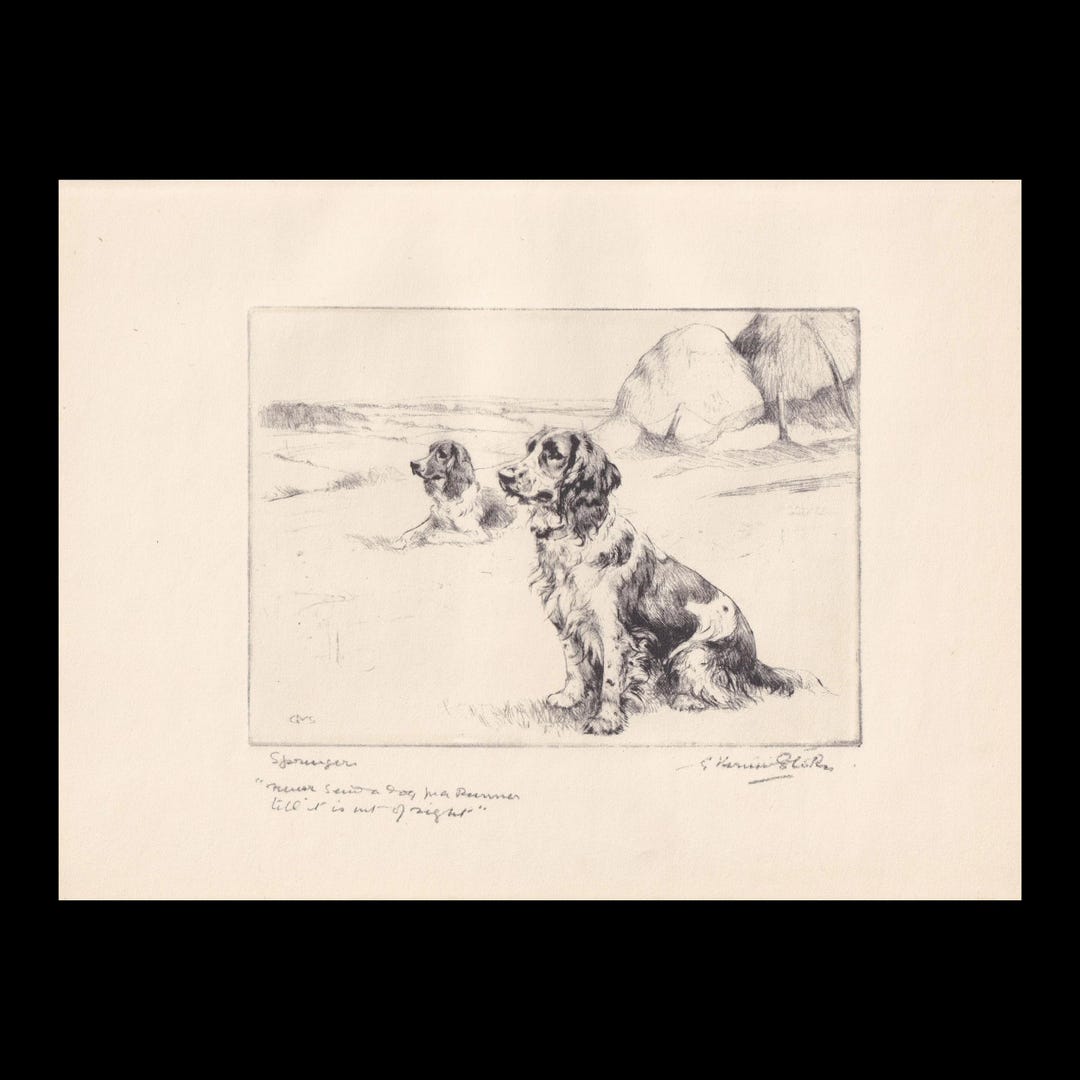 1930 SPRINGER SPANIEL DOG Print - Antique Dog Print - Vernon Stokes ...