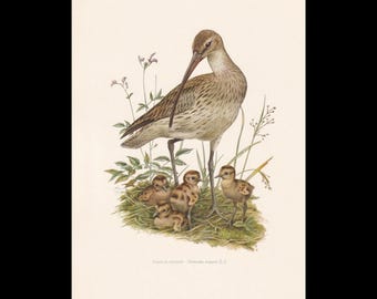 1960 CURLEW Vogel Druck - Vintage Vogel Druck - Vogel Illustration - Vogel Wandkunst - Vogel Dekor - 19,5 x 28 cm