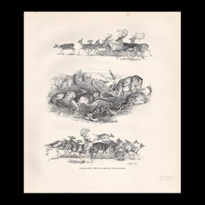 May include: A black and white vintage-style print featuring three rows of fallow deer in various poses. The top row shows deer trotting, the middle row depicts deer resting, and the bottom row shows deer galloping. The text reads FALLOW DEER, TROTTING, RESTING, AND GALLOPING.