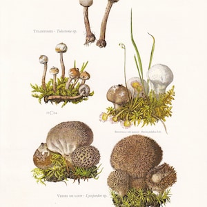 以下が含まれることがあります： 様々な種類のキノコ、ツロストマ属、オニフスベ属、およびホコリタケ属を含む、ヴィンテージの植物学的なイラスト。イラストは水彩画のスタイルで、キノコの自然な生息地における詳細な図面が描かれています。