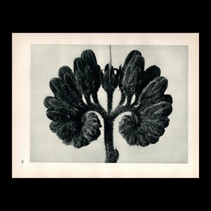 May include: A black and white botanical print featuring a central stem branching into two symmetrical, curled clusters of dark, textured, fuzzy flower buds. The image is framed within a rectangular border on a page marked with the number 93.