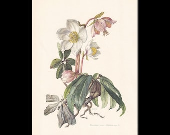 May include: A botanical illustration of a Helleborus niger plant featuring white and pale pink flowers with yellow centres, green serrated leaves, and visible roots. The text "Helleborus niger L." is printed at the bottom right corner.