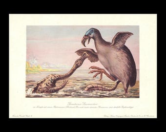 1902 BRONTORNIS Print - Extinct Giant Bird - Paleoart - Prehistoric Animals Wall Art - 10.5 x 7.5 Inches