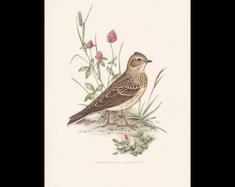 1960 SKYLARK Vogel Druck - Vintage Vogel Druck - Vogel Illustration - Vogel Wandkunst - Vogel Dekor - 19,5 x 28 cm