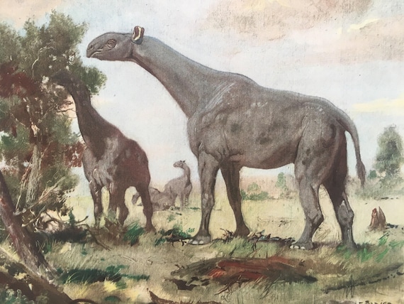 Large 1960 INDRICOTHERIUM Print - Prehistoric Animals Print