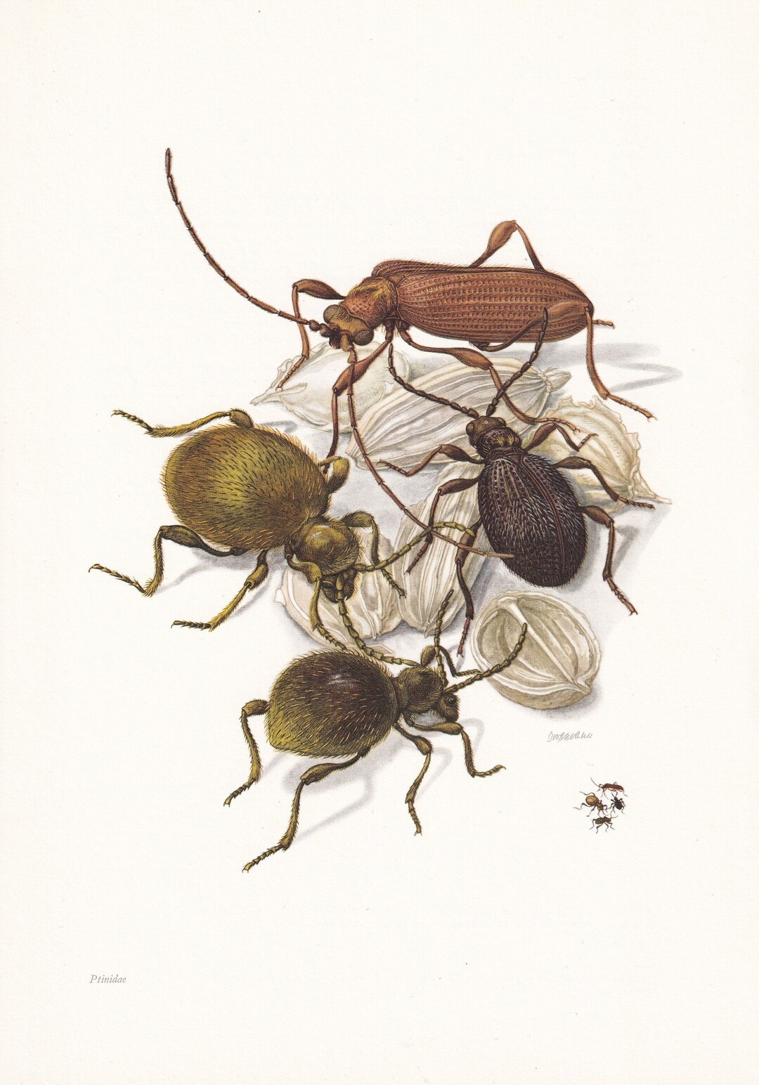 1960 SPIDER BEETLE Print - Vintage Insect Print - Bugs Illustration ...
