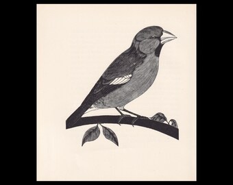 May include: A black and white ink illustration of a hawfinch perched on a curved branch. The bird features detailed line work on its feathers, a thick beak, and a white wing bar. The drawing is centred on a plain, light-coloured background.