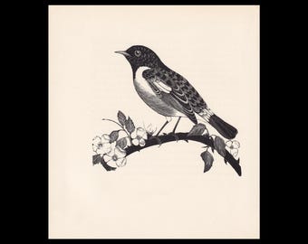 1929年 ノビタキの木版画 - 鳥の壁掛けアート - 動物の木版画