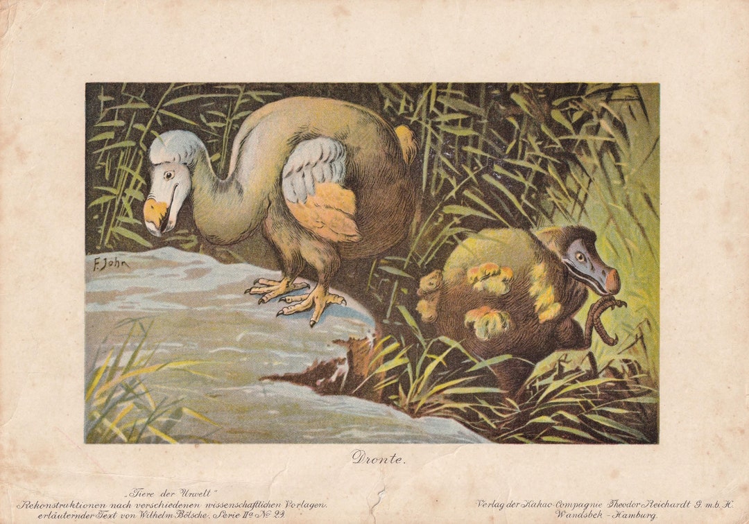 Rare! 1902 DODO Print - Antique Bird Print - Dodo Wall Art - Extinct ...