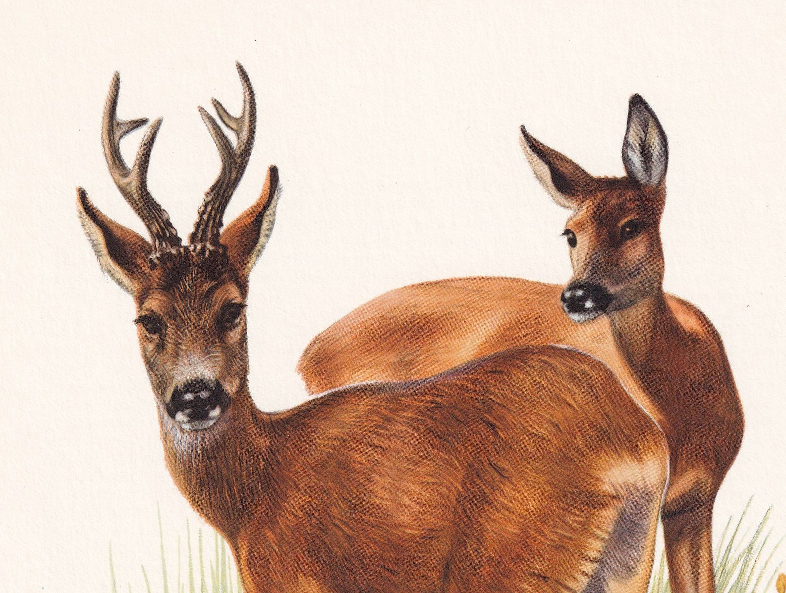 1960 ROE DEER Print - Vintage Animal Print - Animal Illustration ...