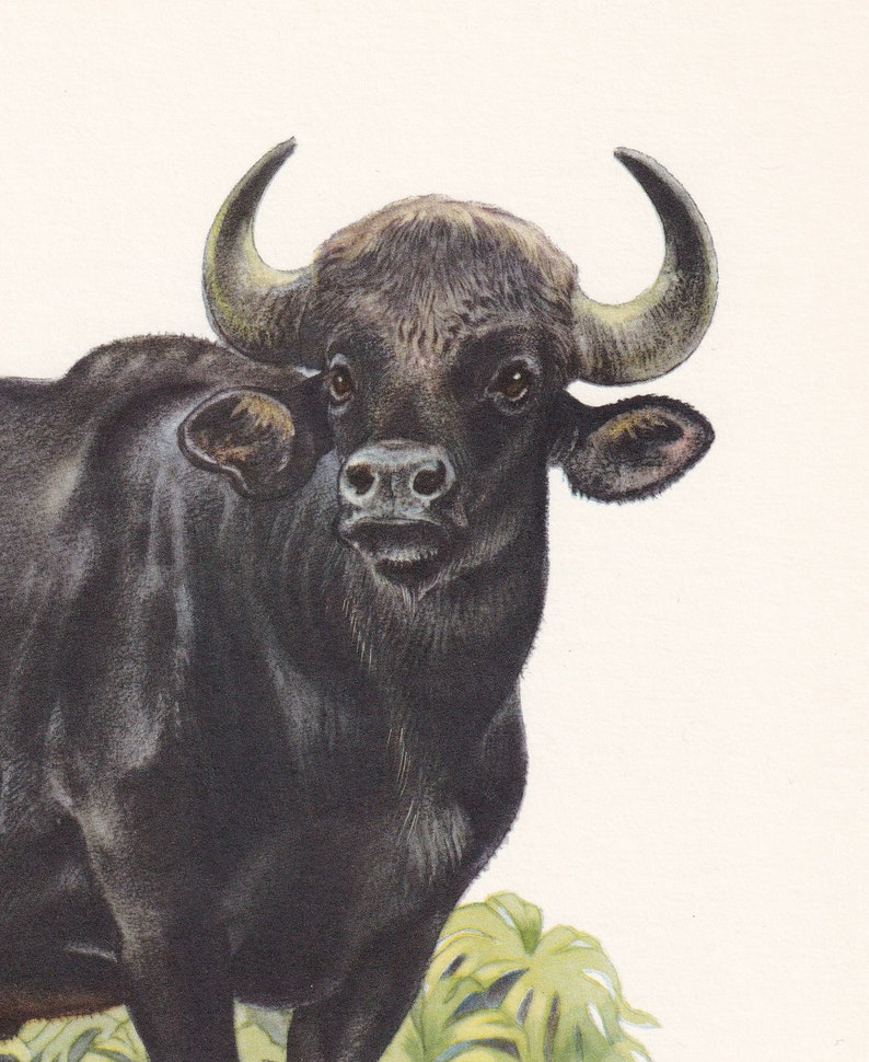 1960 GAUR Print - Vintage Animal Print - Animal Illustration - Animal ...