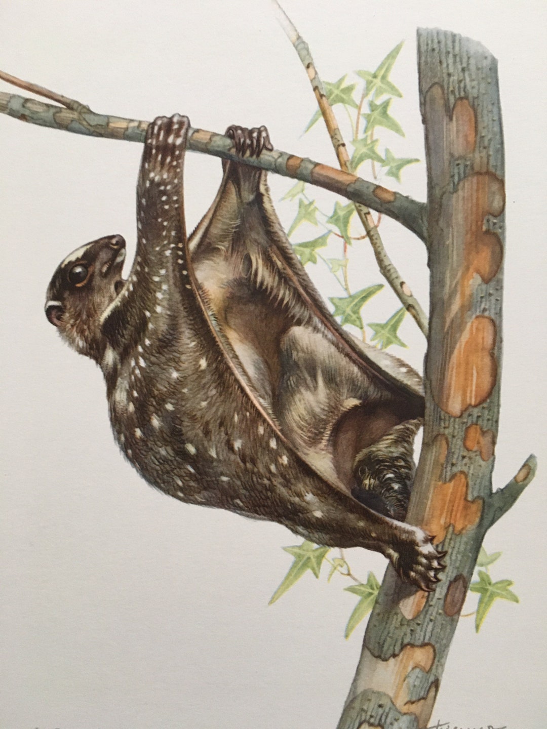 1960 SUNDA FLYING LEMUR Print Vintage Zoology Print - Etsy