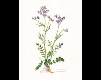 Puede incluir: Una ilustración botánica de la planta Cardamine pratensis con flores de color púrpura claro de cuatro pétalos, tallos verdes, hojas pinnadas y raíces visibles. El texto Cardamine des prés y Cardamine pratensis L. está impreso en la parte inferior.