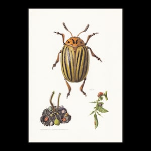 Könnte beinhalten: Vintage botanische Illustration eines Kartoffelkäfers, mit einem gelb-schwarz gestreiften Körper und detaillierten Darstellungen seiner Anatomie. Das Bild enthält Pflanzenillustrationen und den Text "Chrysomelidae 301. Leptinotarsa decemlineata 177."