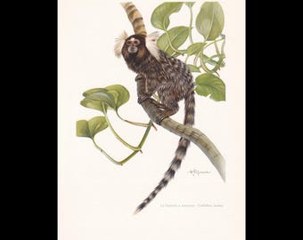 1960 GEMEENSCHAPPELIJKE MARMOSETTE-afdruk - vintage dierenprint - zoogdier illustratie - muurkunst - apenafdruk - 7,5 x 10,6 inch
